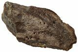 Fossil Hadrosaur (Edmontosaurus) Tooth - Wyoming #323984-1